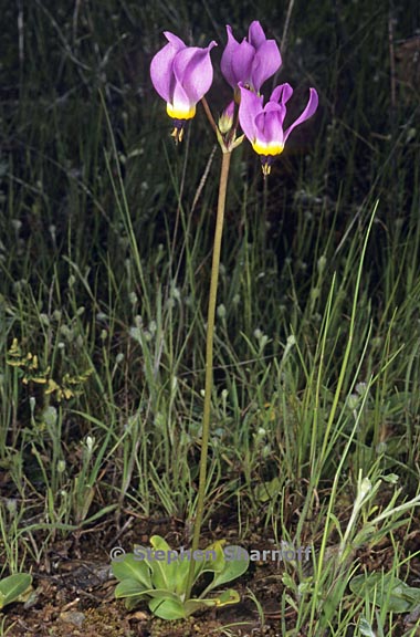 primula hendersonii 1 graphic